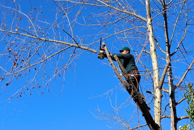 landscaping-640x480-21193483.jpeg