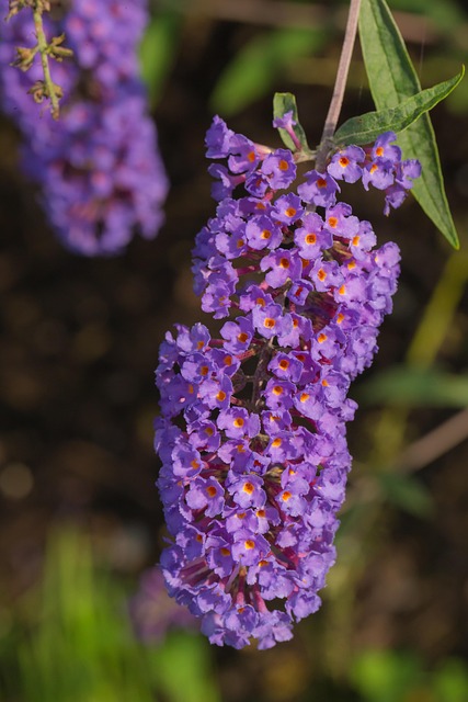 landscaping-640x480-23197187.jpeg