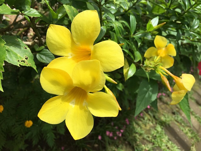 landscaping-640x480-25953887.jpeg