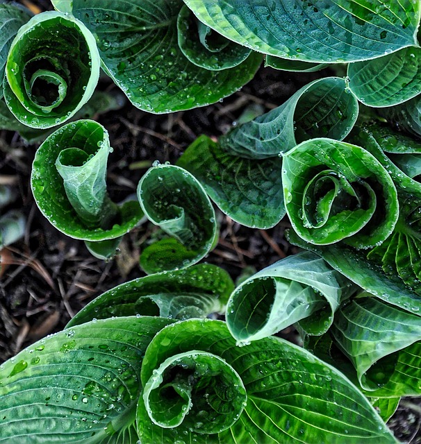 landscaping-640x480-45141901.jpeg