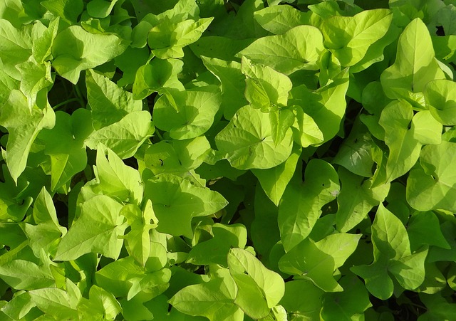 landscaping-640x480-64955342.jpeg