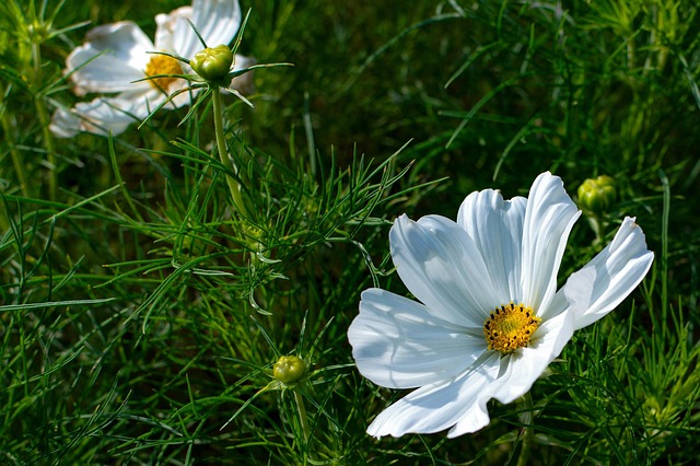 landscaping-640x480-71065061.jpeg