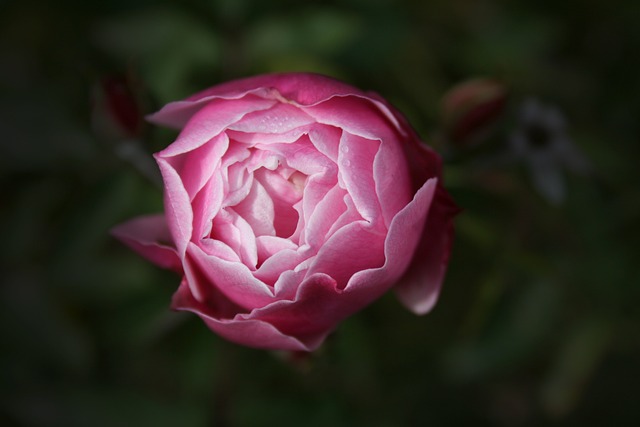 landscaping-640x480-98064922.jpeg