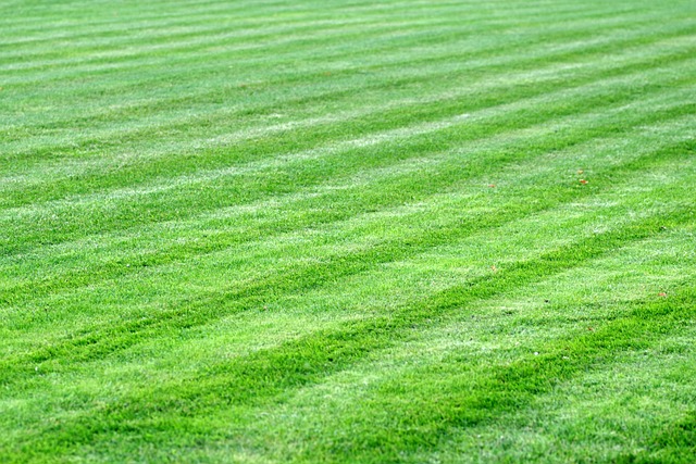 lawn-640x480-12521010.jpeg