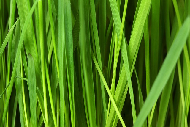lawn