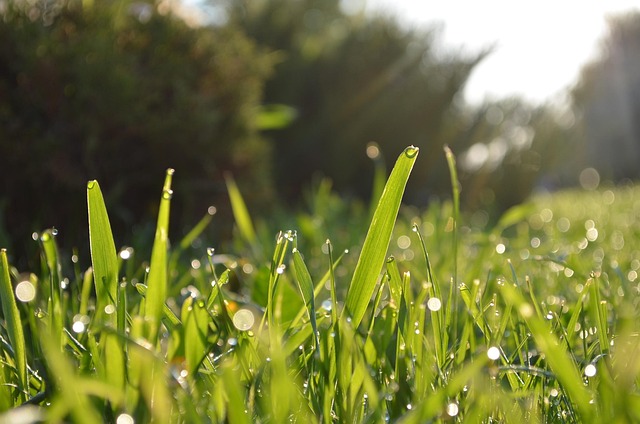 lawn-640x480-2675037.jpeg