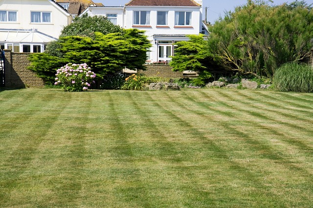 lawn