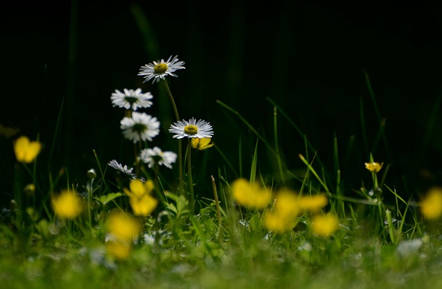 lawn