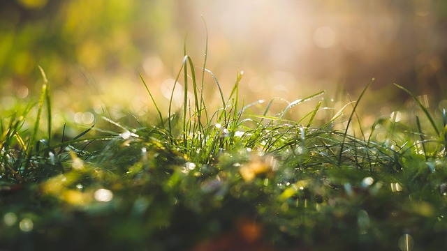 lawn