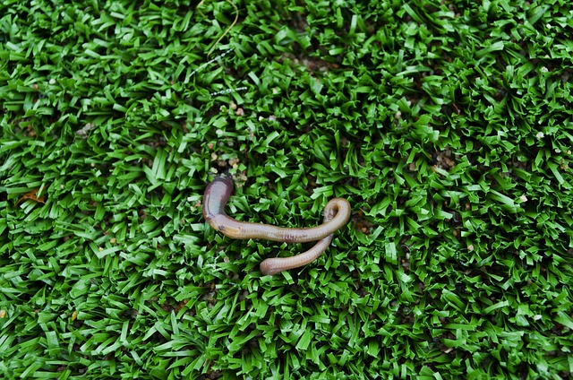 lawn