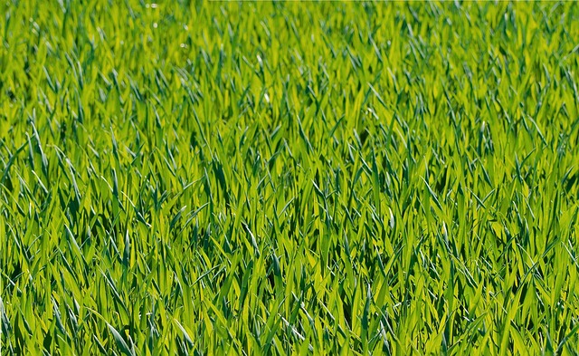 lawn