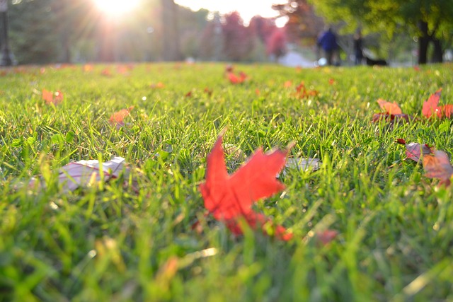lawn