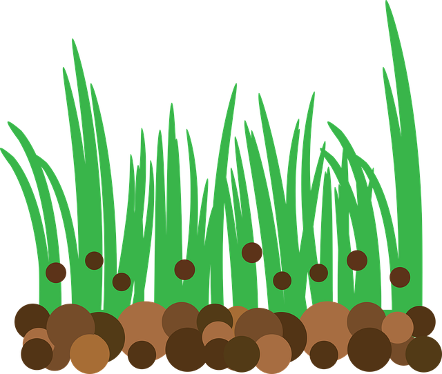 lawn