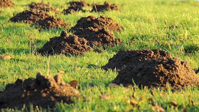 lawn-640x480-81130678.jpeg