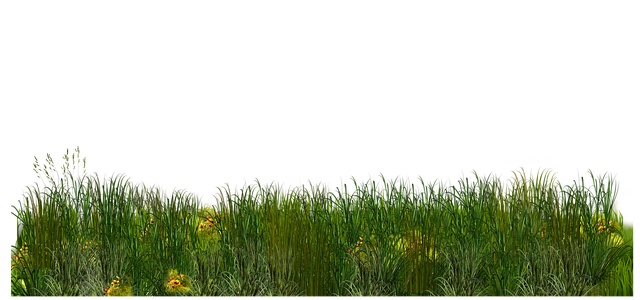 lawn-640x480-85758176.png