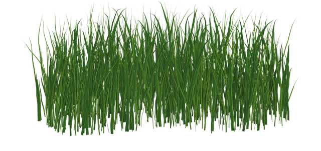 lawn