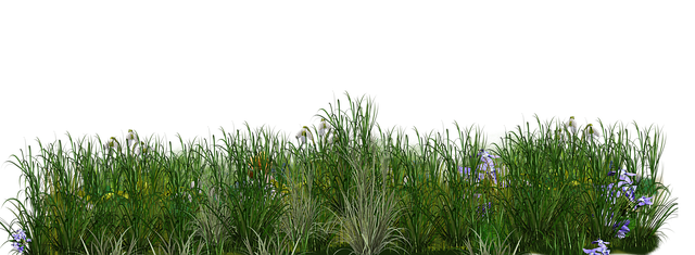 lawn-640x480-99267047.png