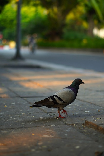 sidewalk