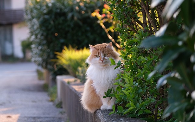 sidewalk