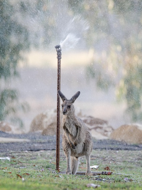 sprinklers