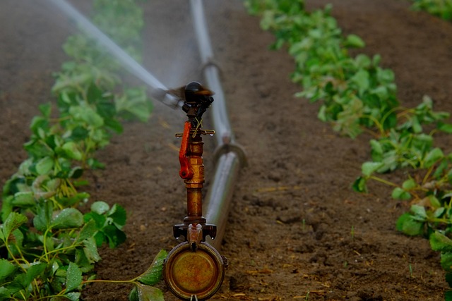 sprinklers