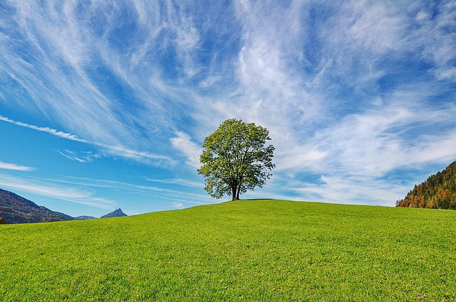 tree