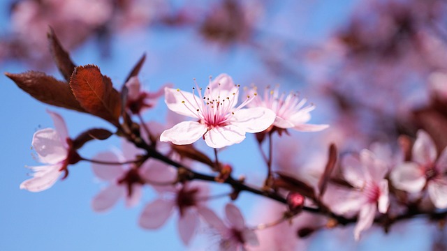 tree-640x480-10903224.jpeg