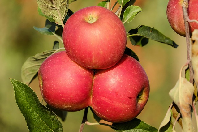 tree-640x480-12678481.jpeg