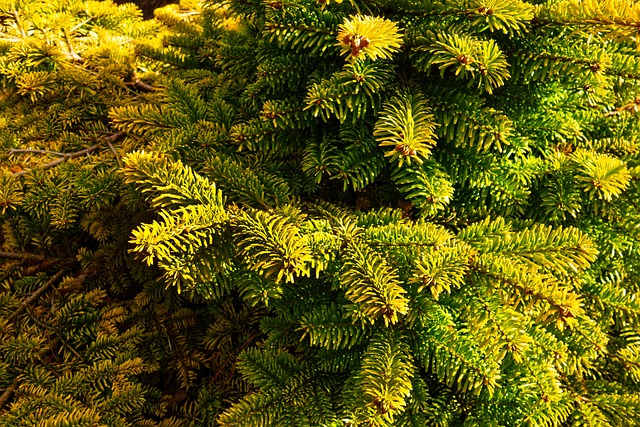 tree-640x480-13417484.jpeg