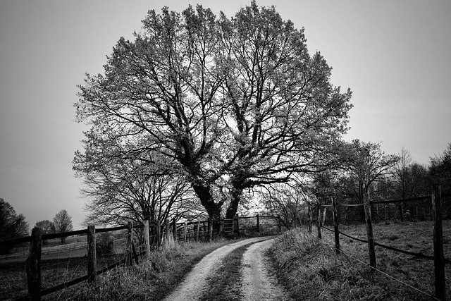 tree