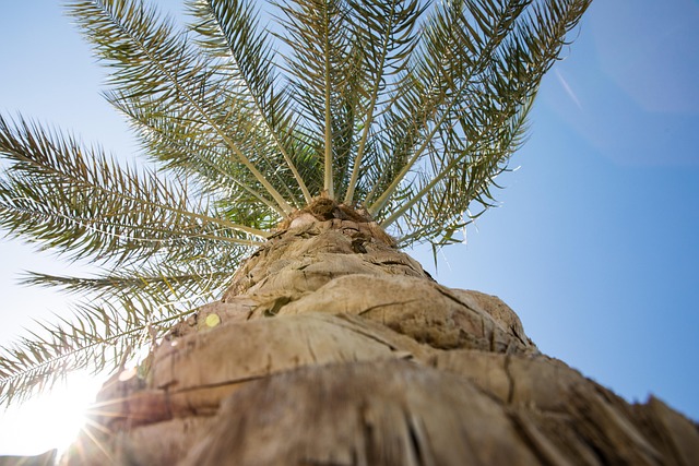 tree
