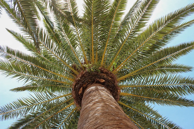 Richardson TX Tree Removal: Professional Services for Safe, Efficient Tree Hauling