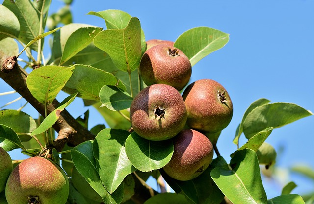 tree-640x480-16196936.jpeg