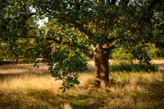 tree-640x480-16310339.jpeg