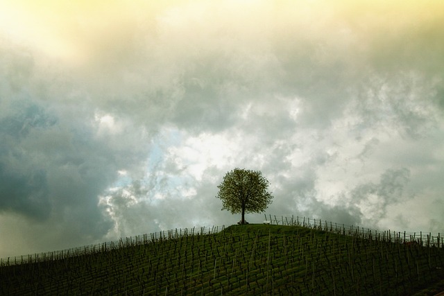 tree-640x480-16480588.jpeg