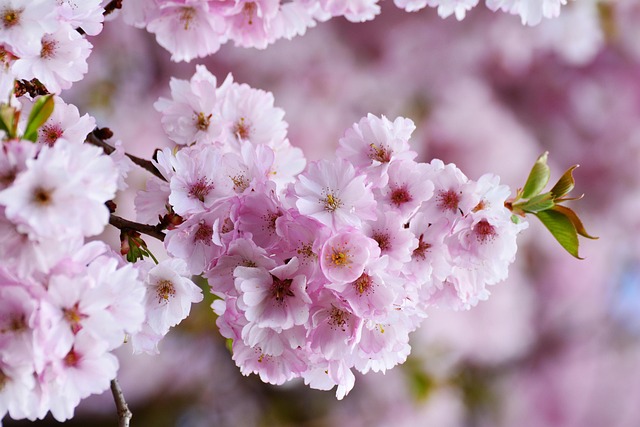 tree-640x480-1656050.jpeg