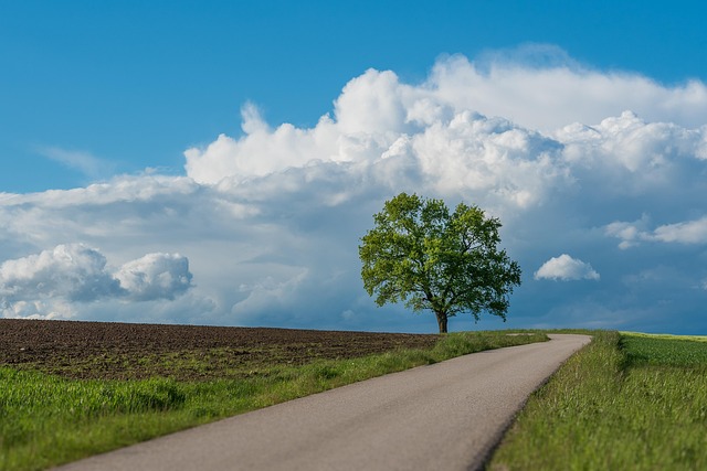 tree
