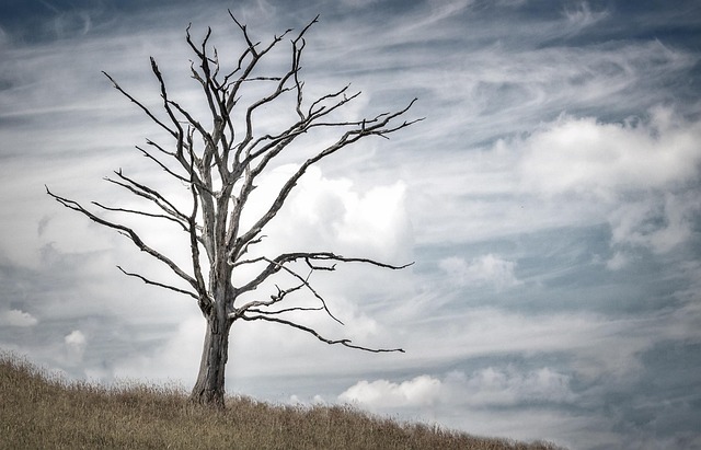 tree