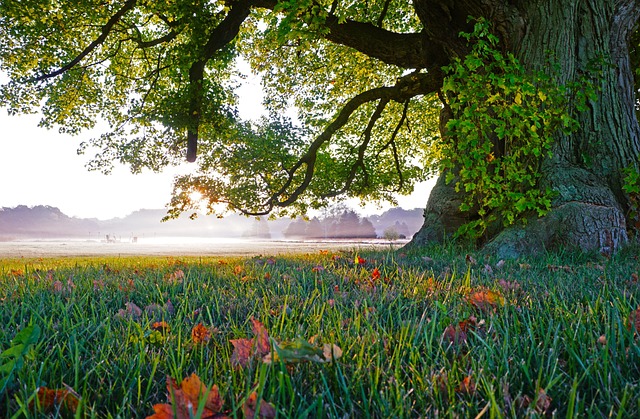 tree-640x480-1869281.jpeg