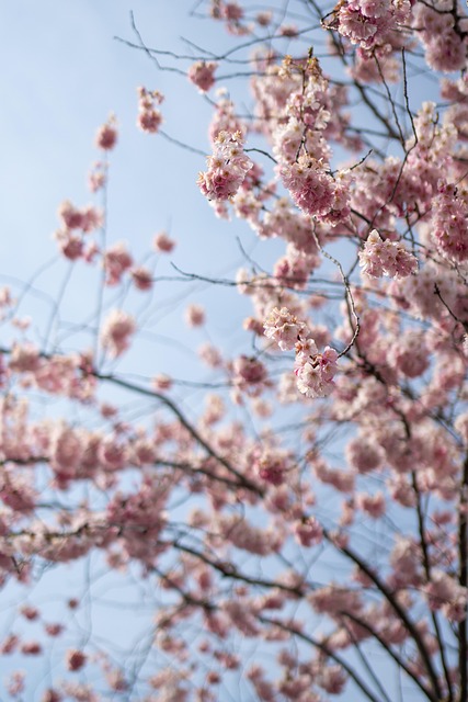 tree-640x480-18973840.jpeg