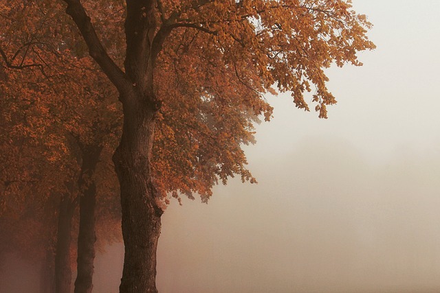 tree