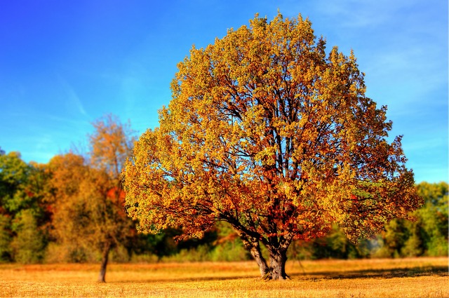 Carrollton TX: Expert Tree Care for Healthy Urban Forest