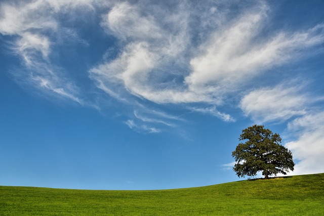 tree