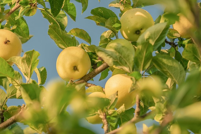 Addison TX: Expert Tree Care Services & Benefits of Regular Monitoring