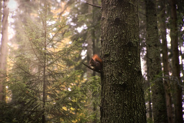 tree