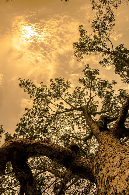 tree