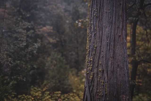 tree