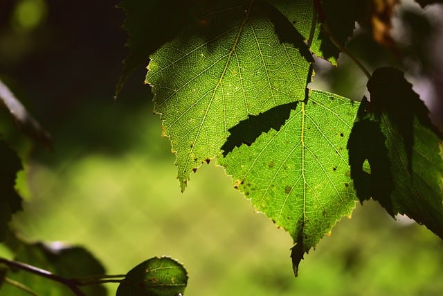 tree