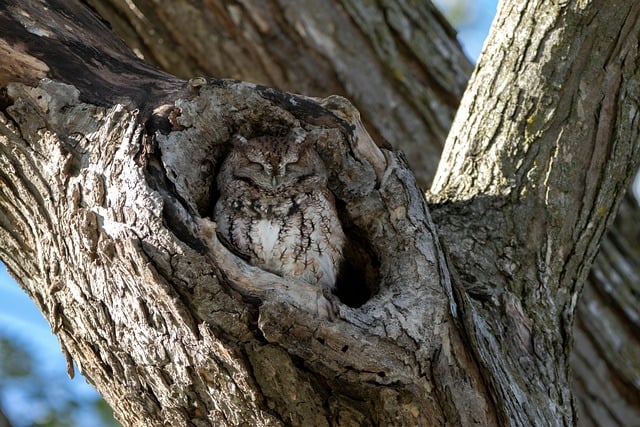 tree-640x480-23326115.jpeg