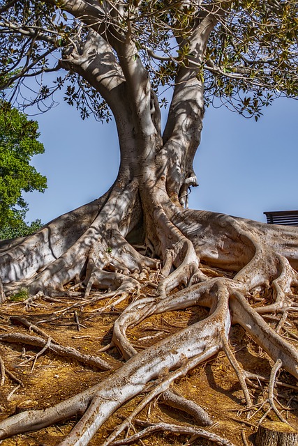 tree